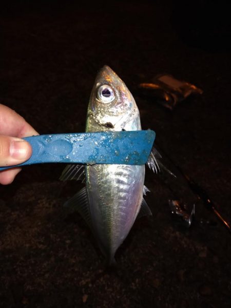 常夜灯下で爆釣